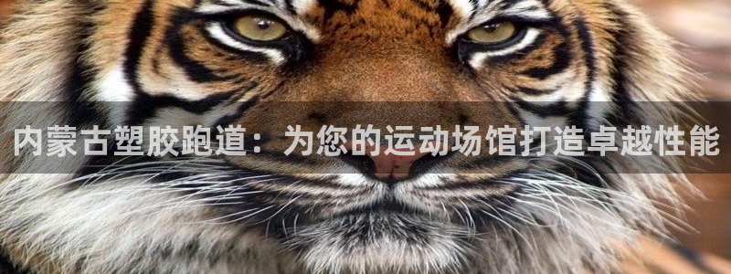 尊龙凯时品牌介绍：内蒙古塑胶跑道：为您的运动场馆打造卓越性能