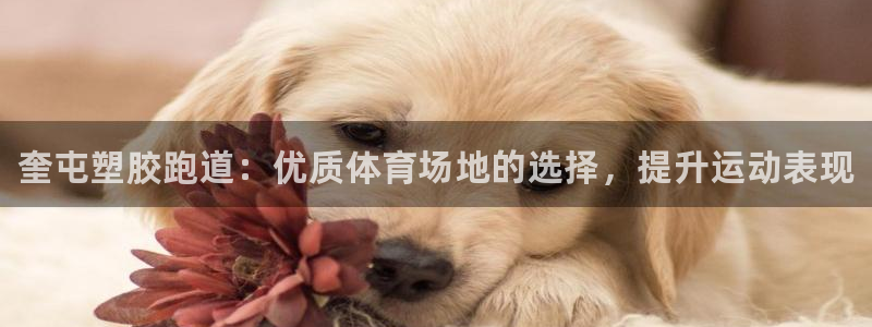 尊龙人生就是-首页：奎屯塑胶跑道：优质体育场地的选择，提升运